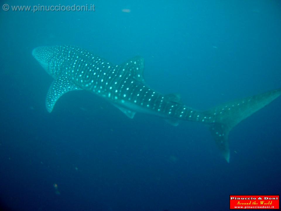 Djibouti - Whale Shark - 17.jpg